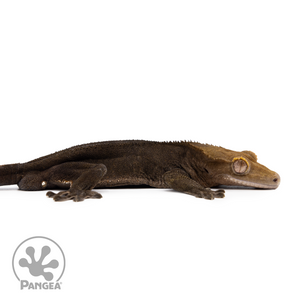 Male OG Noir Crested Gecko Cr-2486 facing right