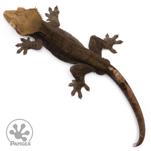 Male OG Noir Crested Gecko Cr-2486 from above