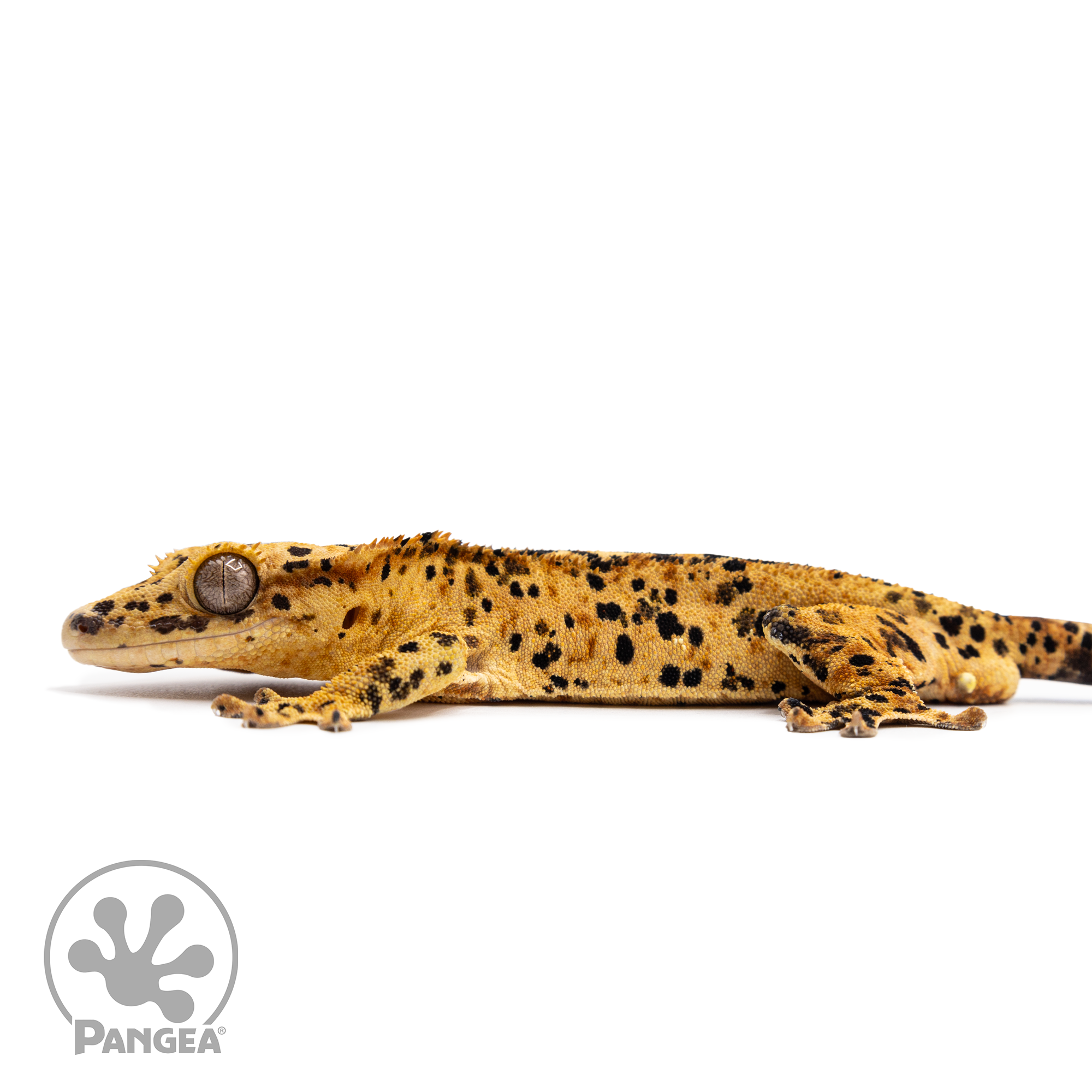 Male Super Dalmatian Crested Gecko Cr-2487 facing left