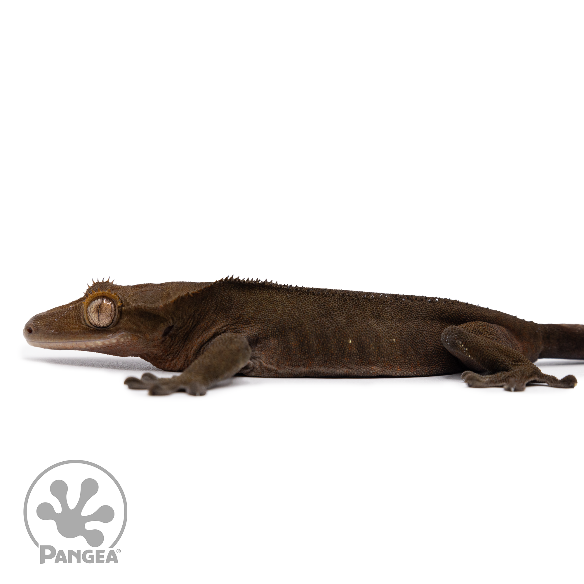 Female OG Black Crested Gecko Cr-2488 facing left