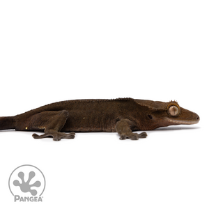 Female OG Black Crested Gecko Cr-2488 facing right