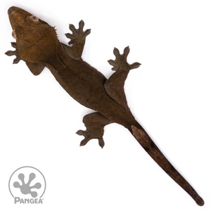 Female OG Black Crested Gecko Cr-2488 from above