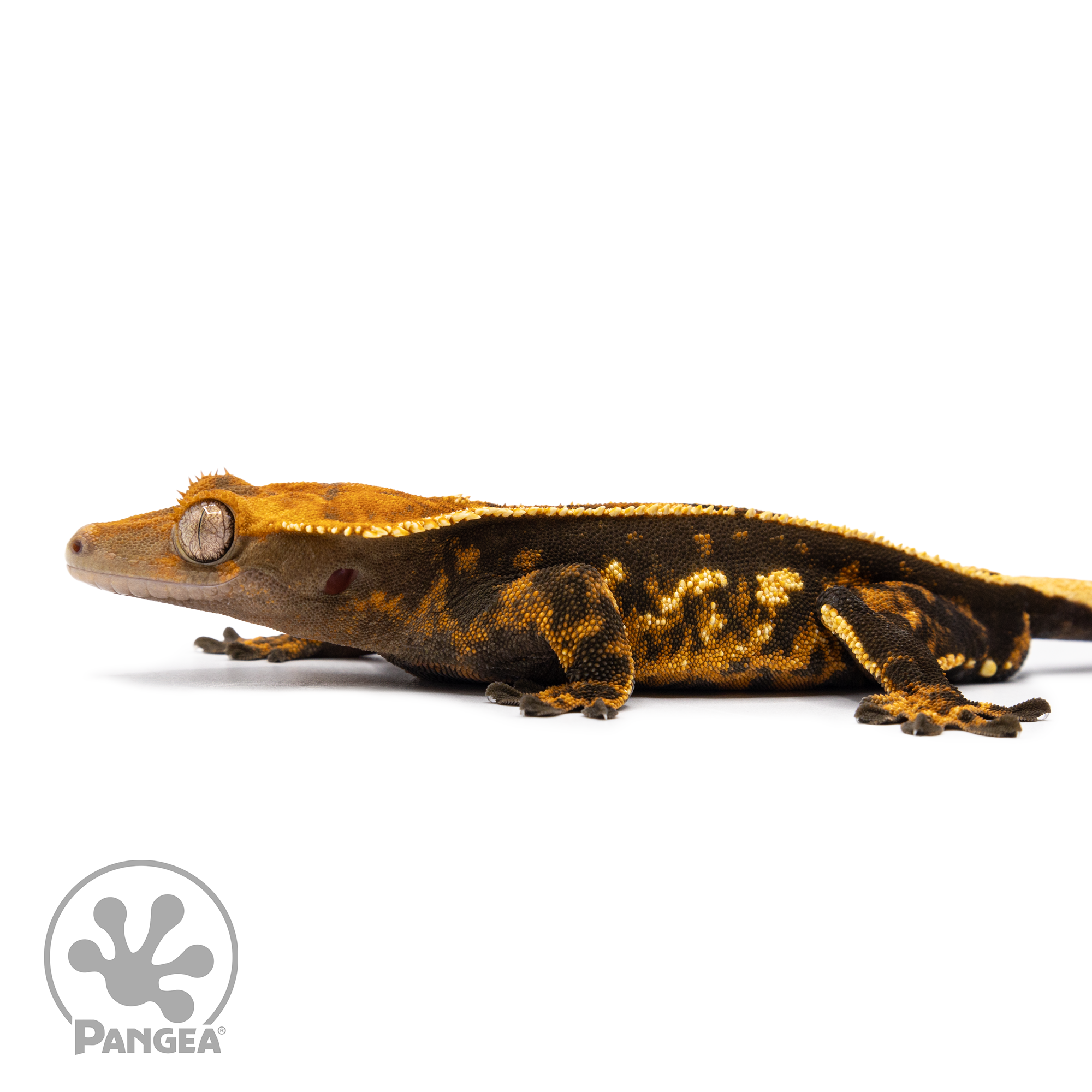 Male Tricolor Pinstripe Crested Gecko Cr-2489 facing left