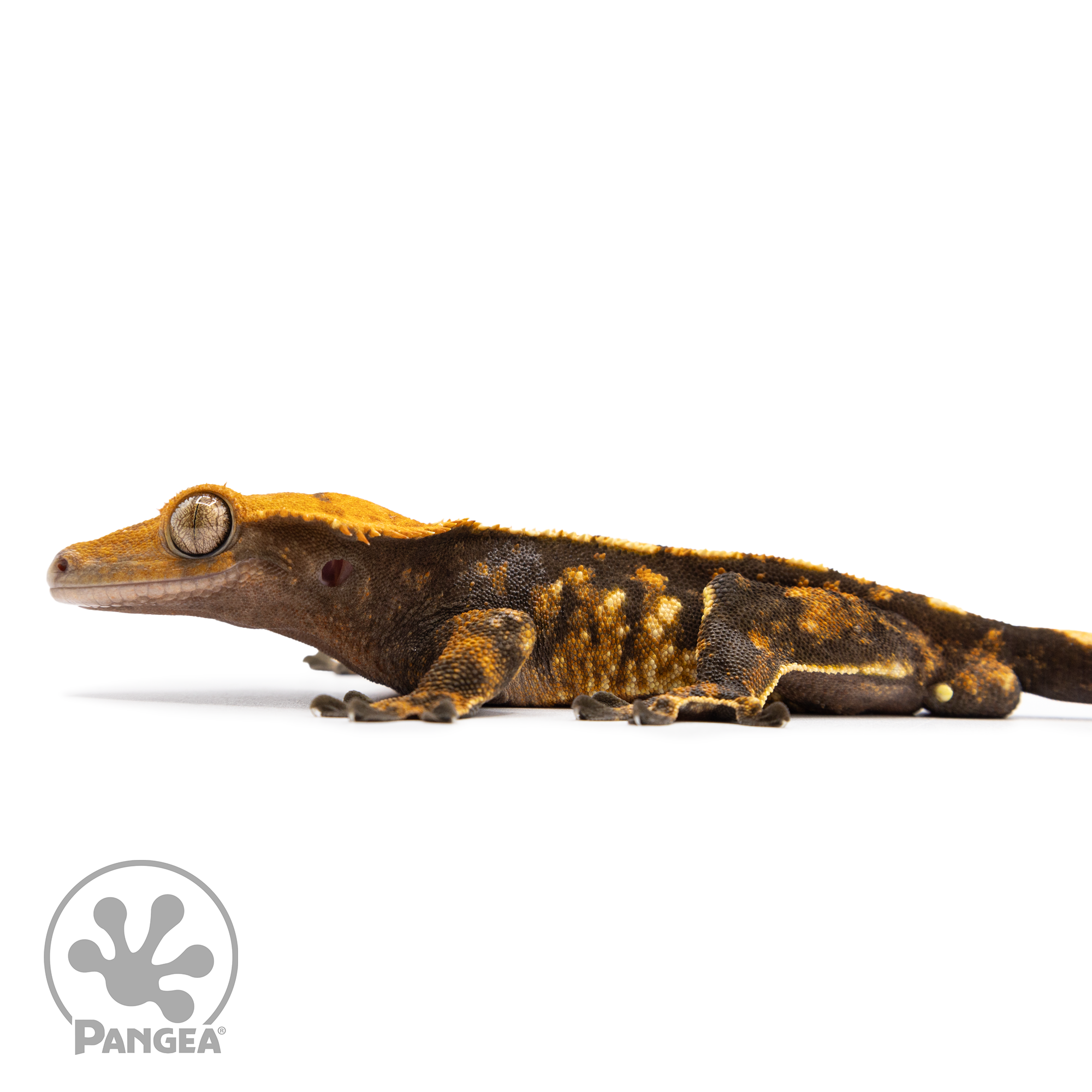 Male Tricolor Extreme Crested Gecko Cr-2491 facing left