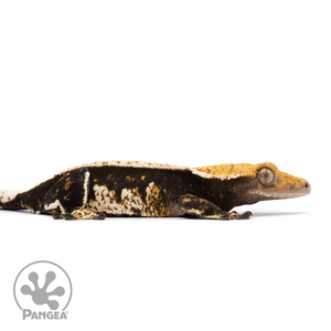 Female Tricolor Harlequin Crested Gecko Cr-2494 facing right