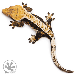 Female Tricolor Harlequin Crested Gecko Cr-2494 from above