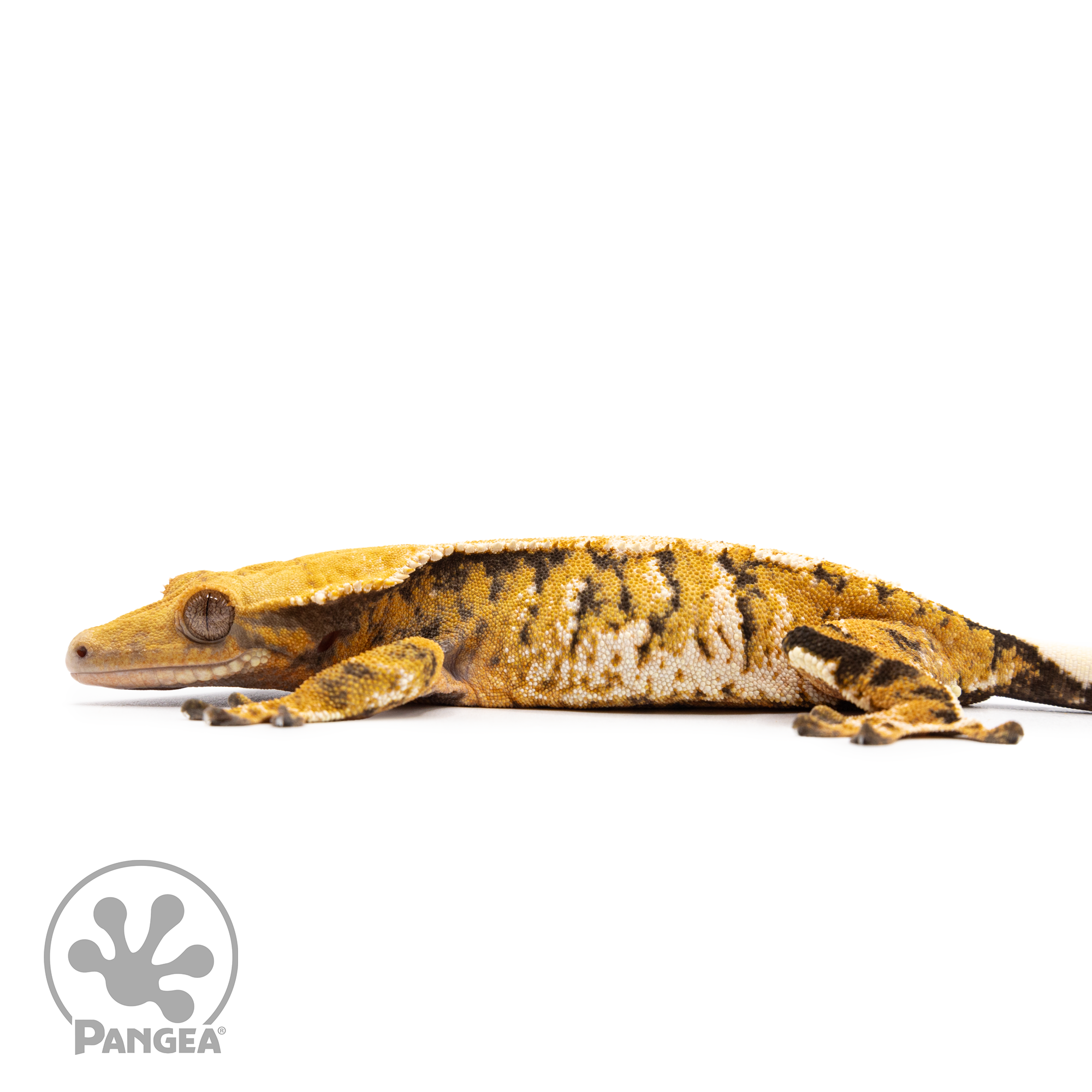 Female Tricolor XXX Crested Gecko Cr-2495 facing left