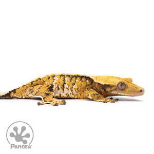 Female Tricolor XXX Crested Gecko Cr-2495 facing right