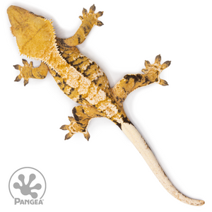 Female Tricolor XXX Crested Gecko Cr-2495 from above