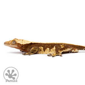 Male Pinstripe Harlequin Crested Gecko Cr-2496 facing left