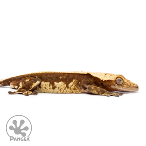 Male Pinstripe Harlequin Crested Gecko Cr-2496 facing right