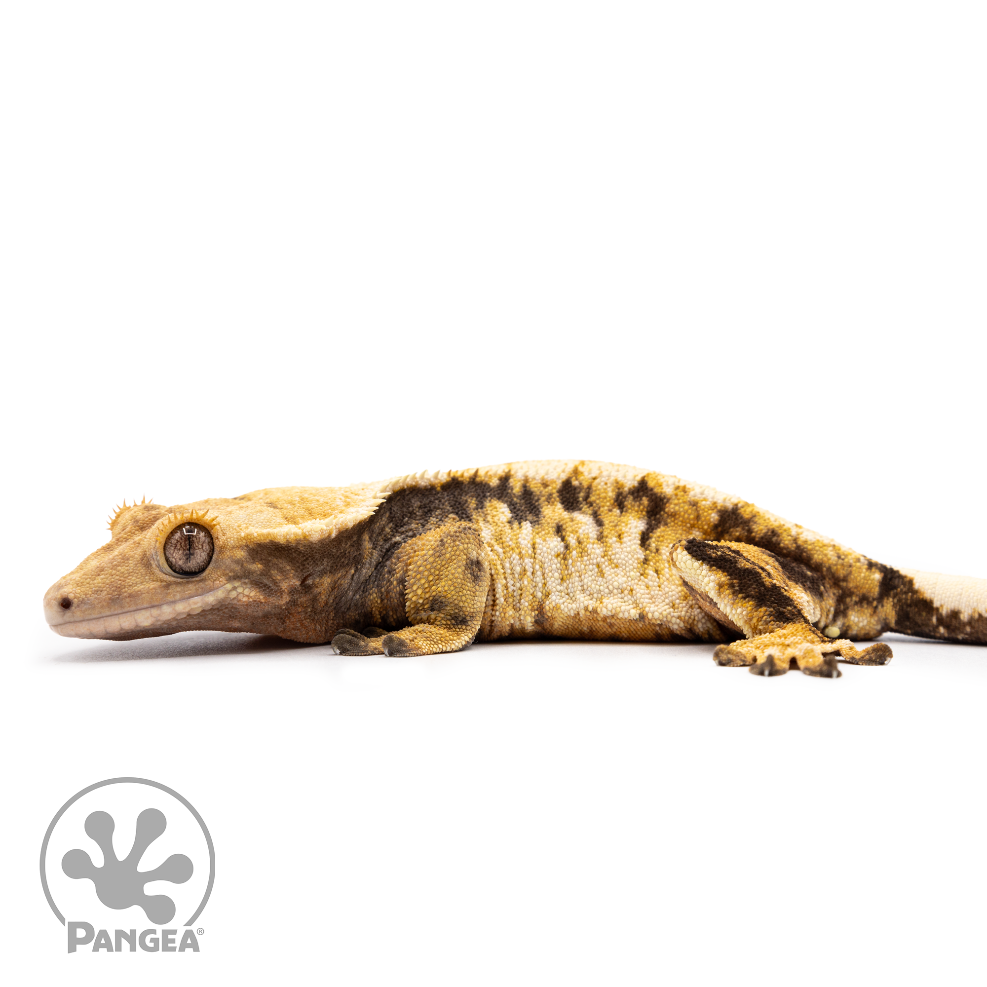 Female Tricolor Extreme Crested Gecko Cr-2497 facing left