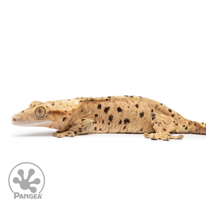 Female Ink Blot Crested Gecko Cr-2498 facing left