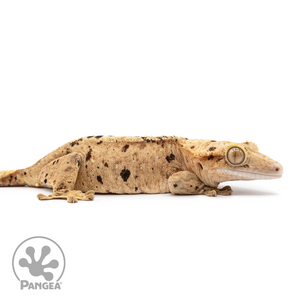 Female Ink Blot Crested Gecko Cr-2498 facing right