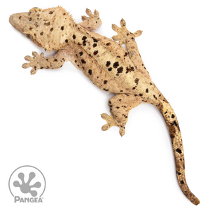 Female Ink Blot Crested Gecko Cr-2498 from above