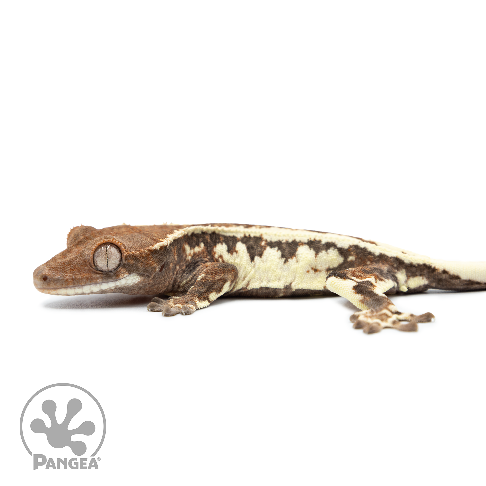 Juvenile Frappuccino Crested Gecko Cr-2499 facing left