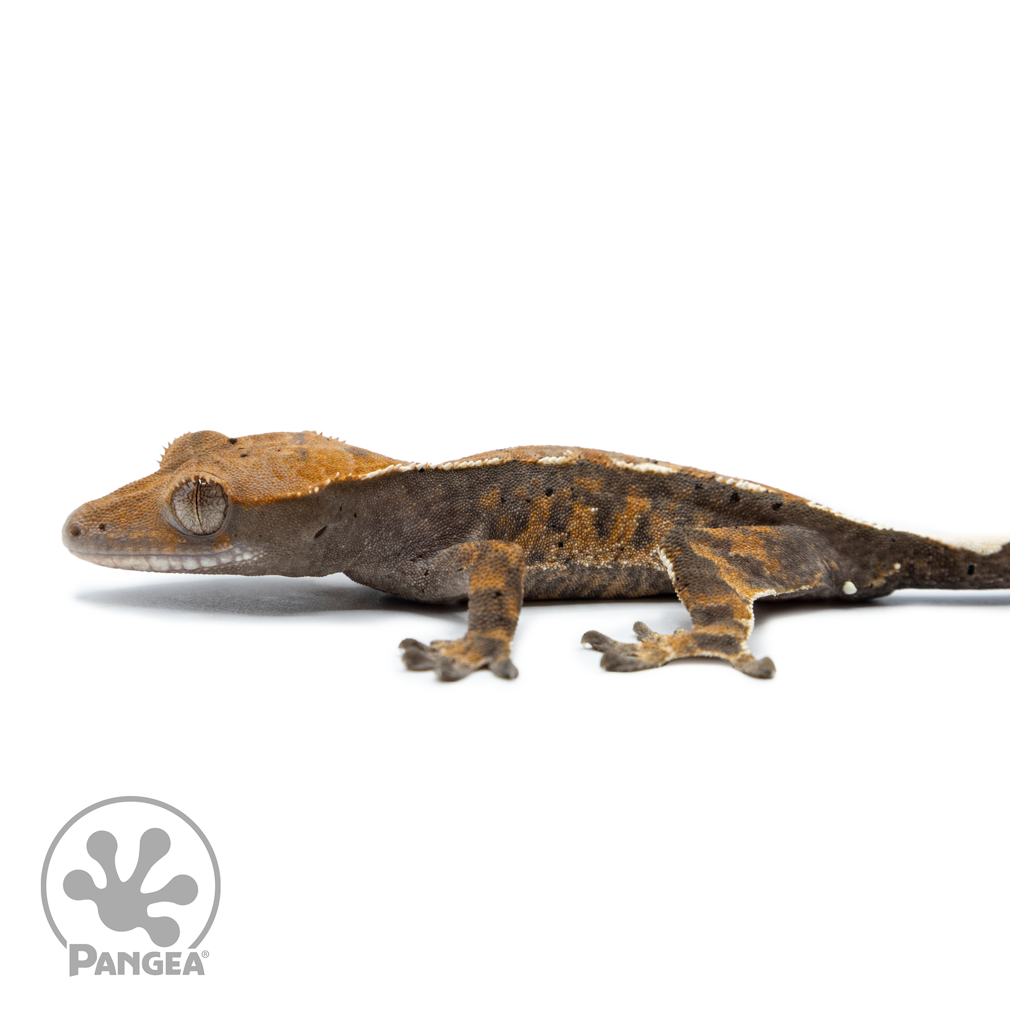 Juvenile Cappuccino Crested Gecko Cr-2500 facing left