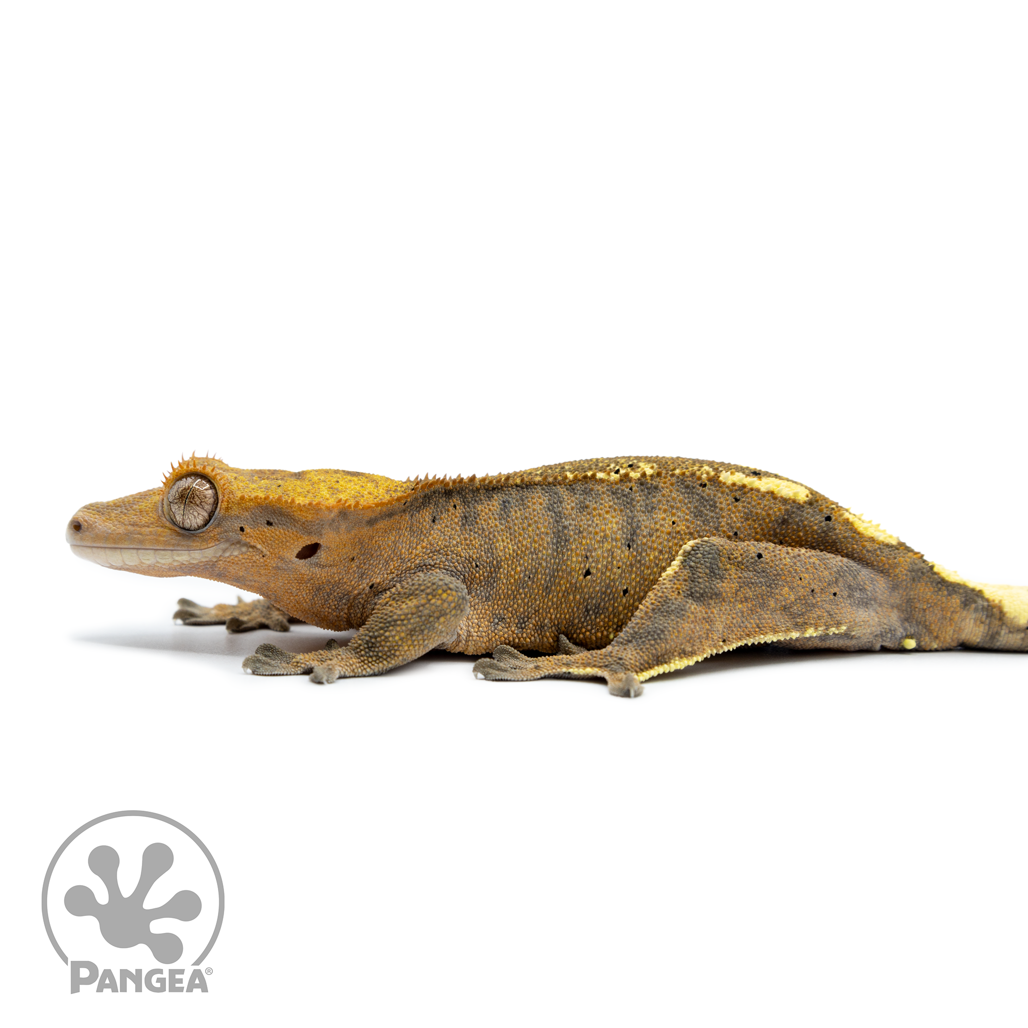 Female Cappuccino Crested Gecko Cr-2501 facing left