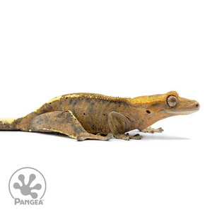 Female Cappuccino Crested Gecko Cr-2501 facing right