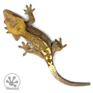 Female Cappuccino Crested Gecko Cr-2501 from above