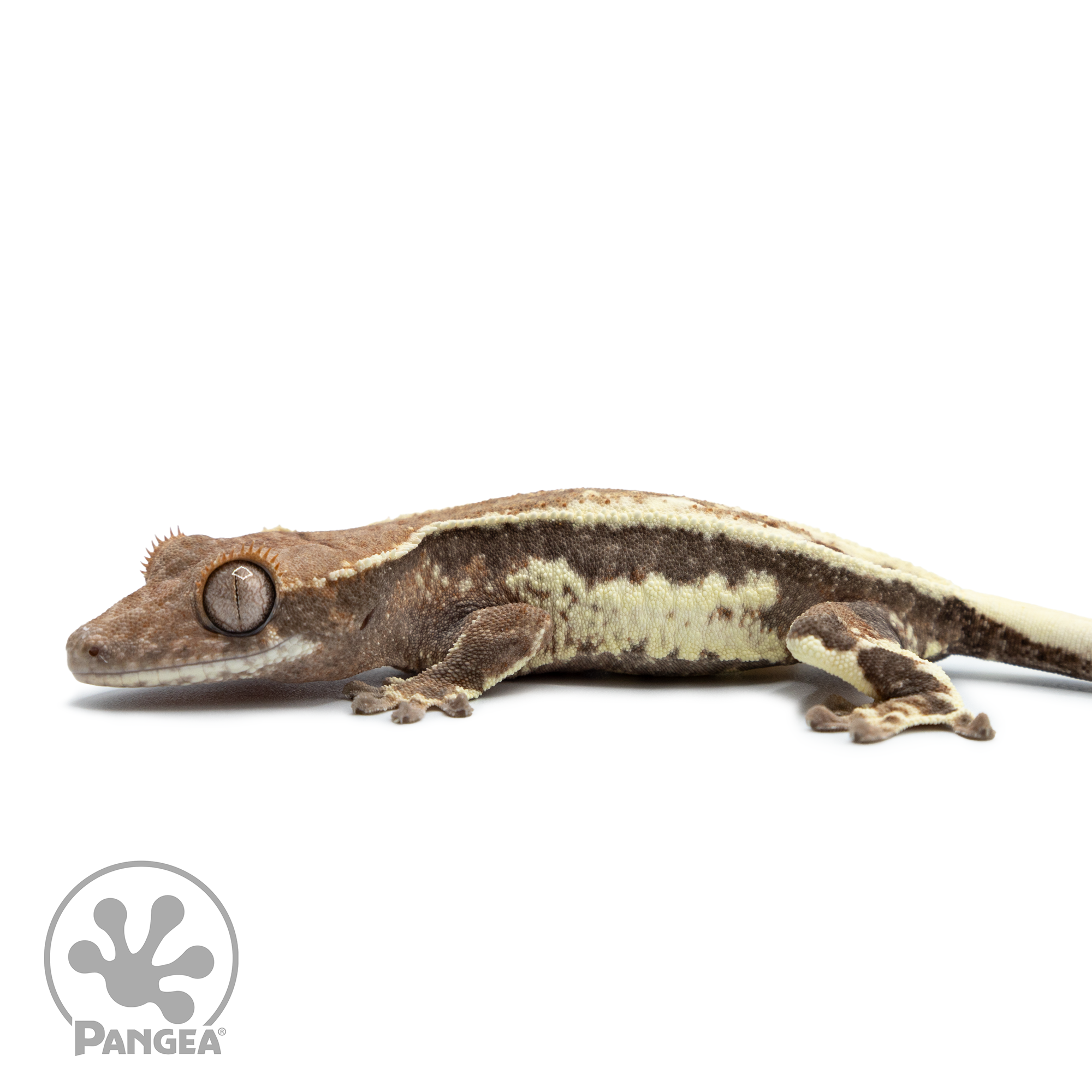 Juvenile Frappuccino Crested Gecko Cr-2503 facing left