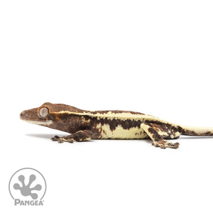 Juvenile Frappuccino Crested Gecko Cr-2504 facing left