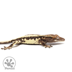 Juvenile Frappuccino Crested Gecko Cr-2504 facing right