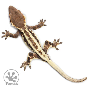 Juvenile Frappuccino Crested Gecko Cr-2504 from above