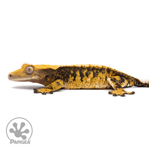 Female XXX Tricolor Crested Gecko Cr-2509 facing left