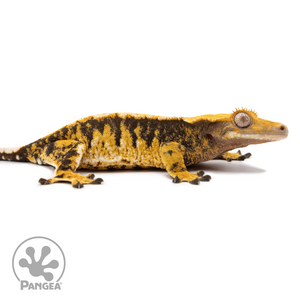 Female XXX Tricolor Crested Gecko Cr-2509 facing right