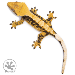 Female XXX Tricolor Crested Gecko Cr-2509 from above