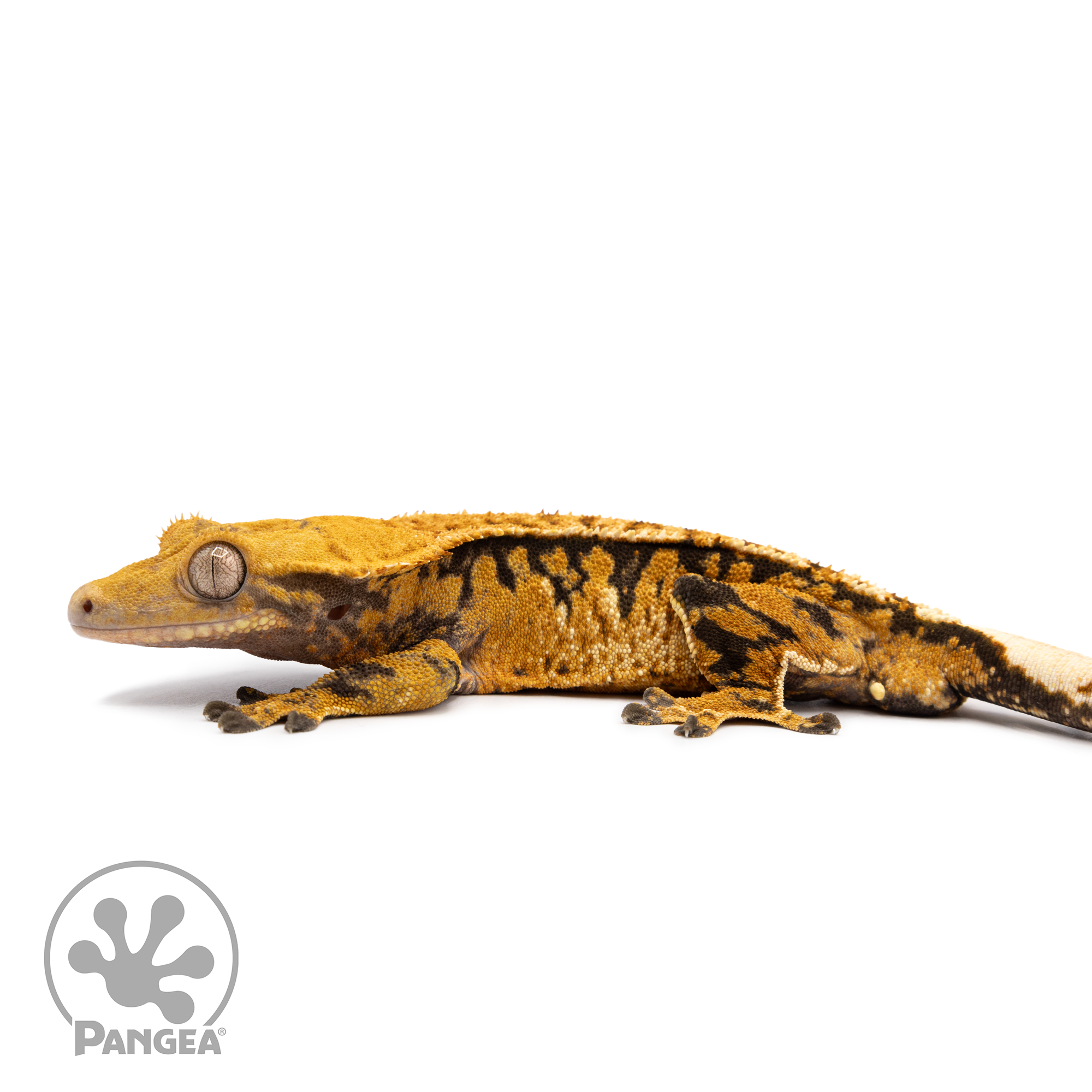 Male Tricolor Extreme Crested Gecko Cr-2510 facing left