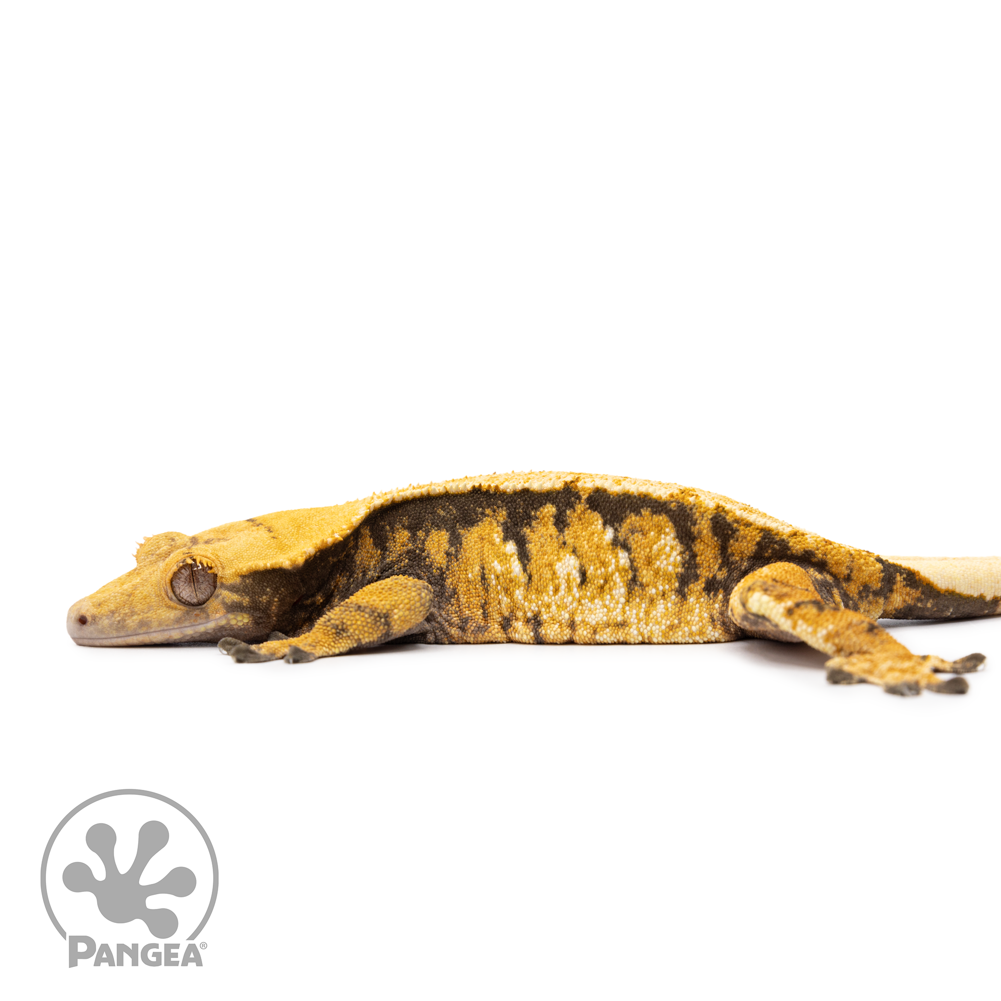 Female XXX Tricolor Crested Gecko Cr-2512 facing left