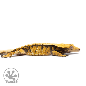 Female XXX Tricolor Crested Gecko Cr-2512 facing right