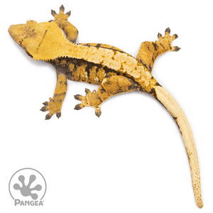 Female XXX Tricolor Crested Gecko Cr-2512 from above