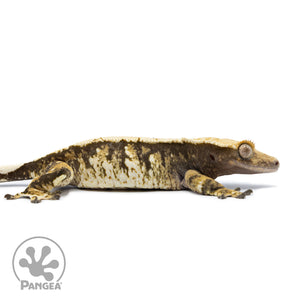 Female Extreme Tricolor Crested Gecko Cr-2513 facing right