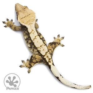 Female Extreme Tricolor Crested Gecko Cr-2513 from above