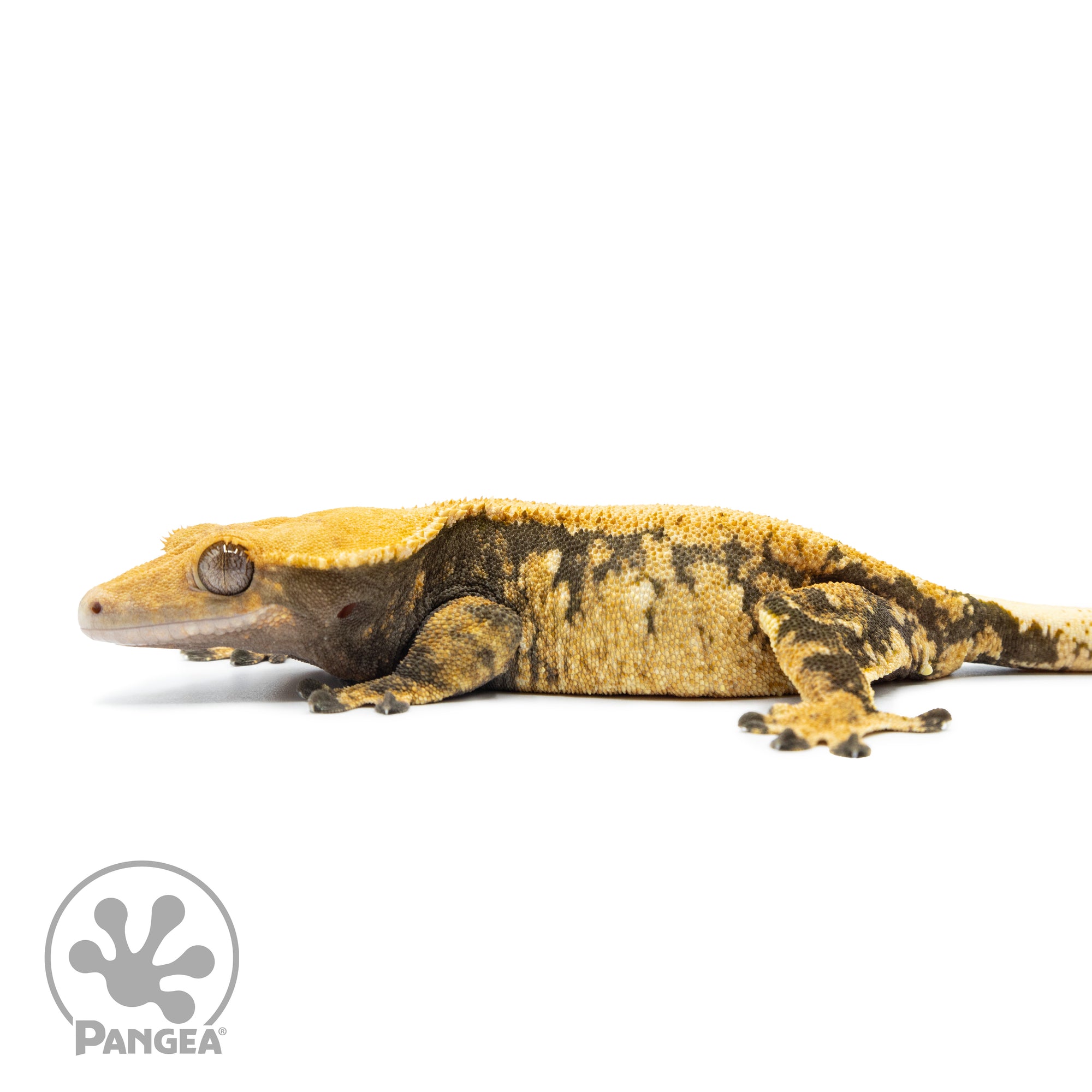 Female Extreme Harlequin Crested Gecko Cr-2514 facing left