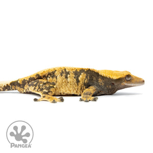 Female Extreme Harlequin Crested Gecko Cr-2514 facing right