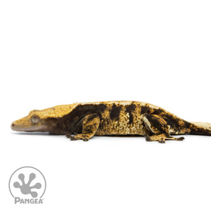 Female Extreme Tricolor Crested Gecko Cr-2515 facing left