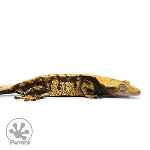 Female Extreme Tricolor Crested Gecko Cr-2515 facing right