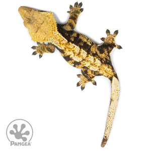 Female Extreme Tricolor Crested Gecko Cr-2515 from above