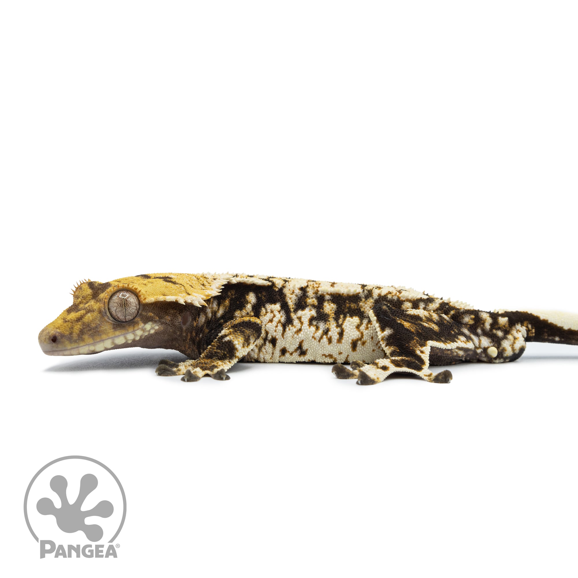 Male Extreme Harlequin Tricolor Crested Gecko Cr-2520 facing left