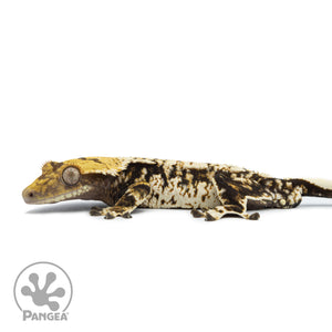 Male Extreme Harlequin Tricolor Crested Gecko Cr-2520 facing left