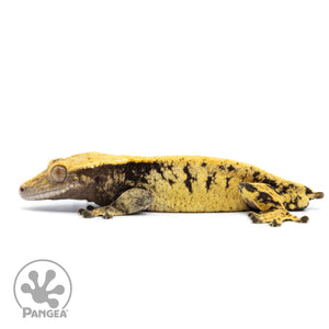 Male XXX Crested Gecko Cr-2521 facing left