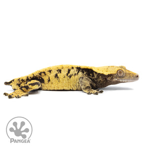 Male XXX Crested Gecko Cr-2521 facing right