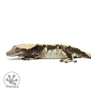 Female Extreme Harlequin Crested Gecko Cr-2523 facing left