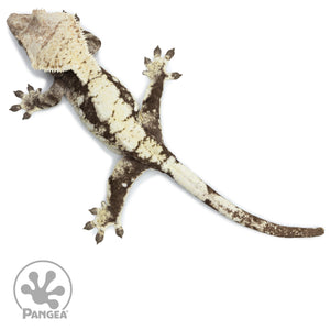 Female Extreme Harlequin Crested Gecko Cr-2523 from above