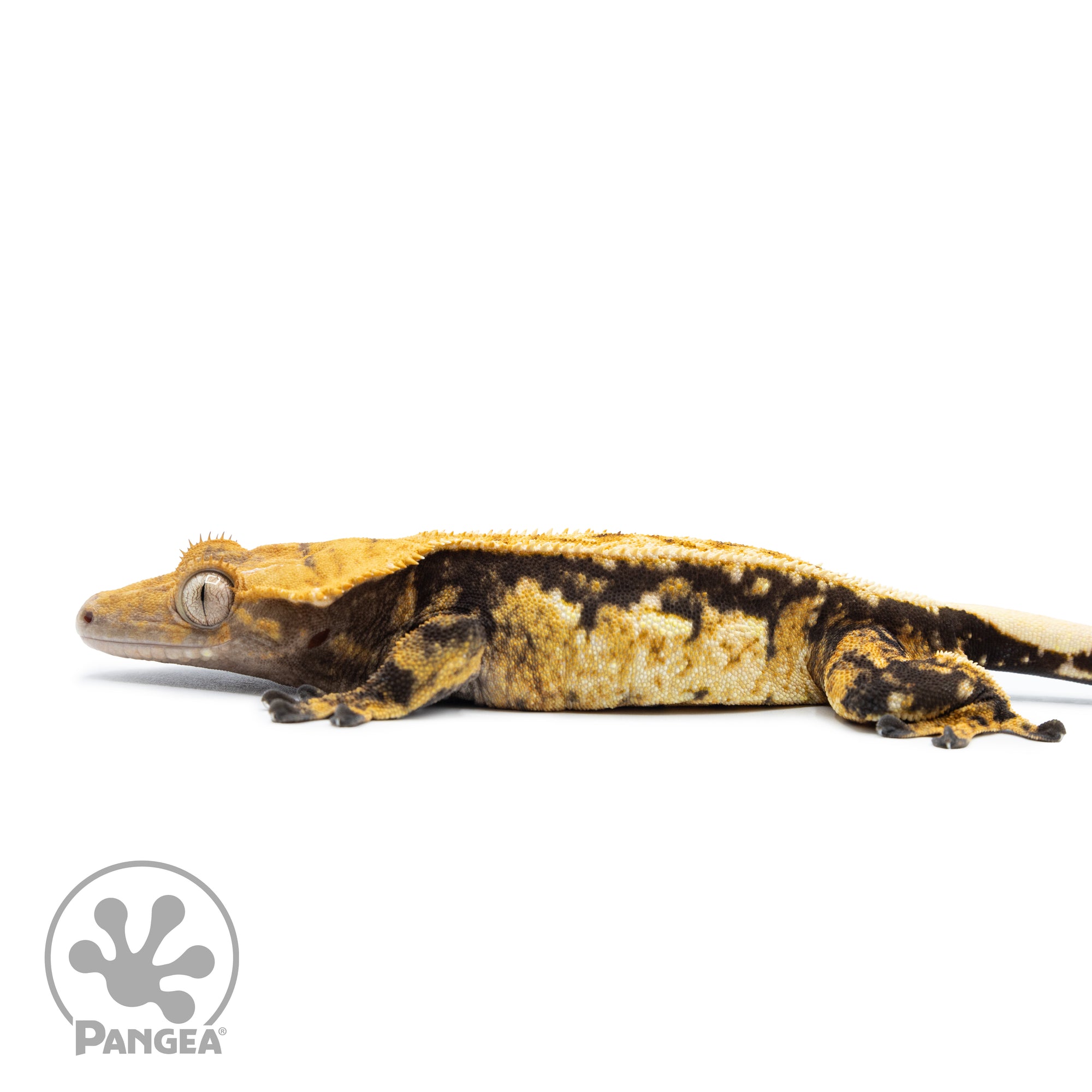 Male Tricolor Extreme Pinstripe Crested Gecko Cr-2526 facing left