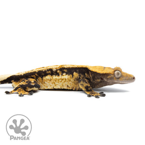 Male Tricolor Extreme Pinstripe Crested Gecko Cr-2526 facing right